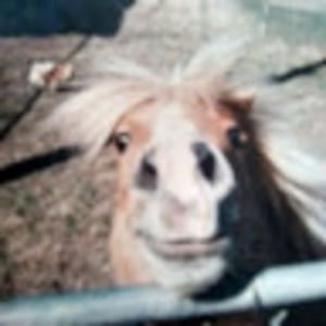 Meet your Posher, Robin